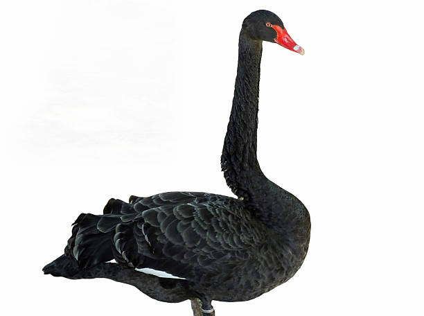 istock Black swan isolated on white background 2224664162