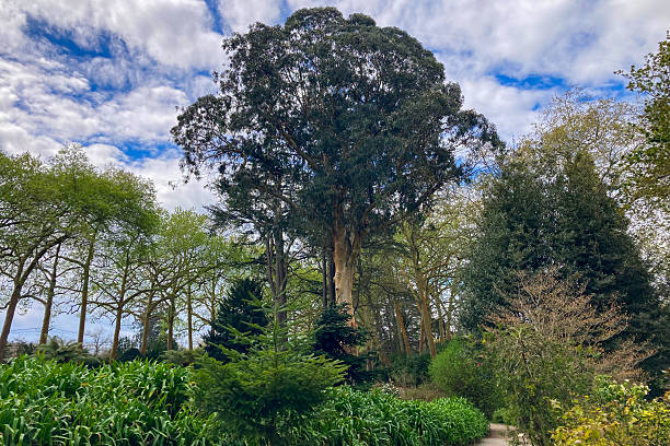 istock Amazing landscapes filled with lush greenery, native flora, and serene walking paths 2224665017