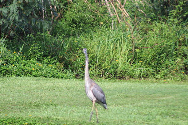 istock Grey Heron Walking Along A Pond Bank With A Nature Background. 2224666063