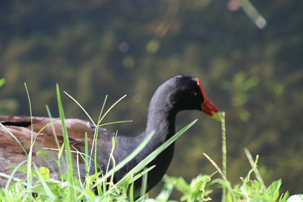 Common Gallinule also known as the Common Moorhen around a pond in the wetlands.