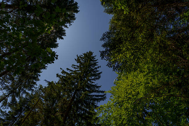 Upward view of forest canopy with mixed deciduous and coniferous trees against the sky.
