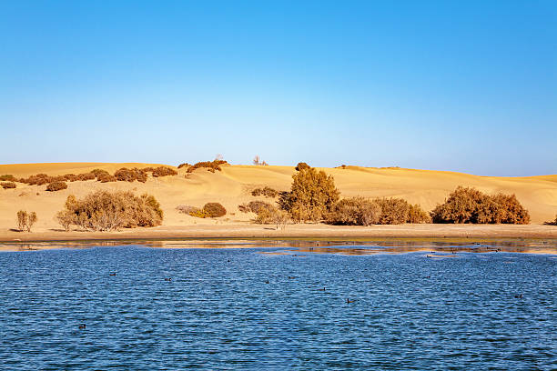 istock Lake La Charca, Maspalomas, Gran Canaria, Canary Islands, Spain. 2224666386