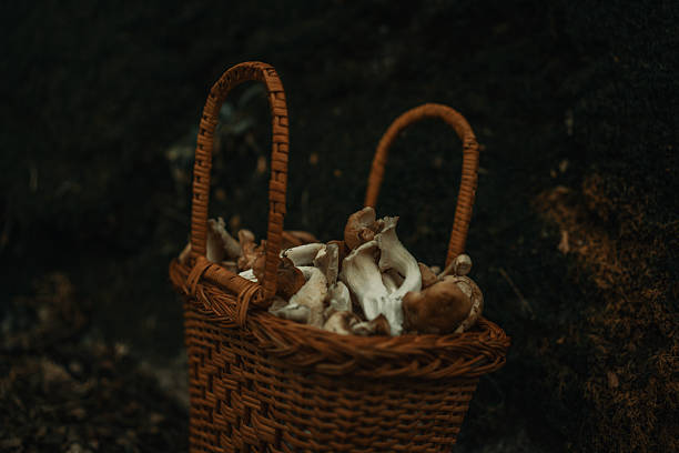 A wicker basket filled with fresh wild mushrooms, set against a dark natural forest background. Captures the essence of foraging and connecting with nature in a tranquil and rustic outdoors setting.
