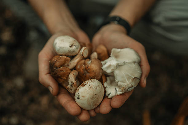 istock Hands Holding Freshly Harvested Wild Mushrooms Outdoors in Natural Light Setting 2224666695