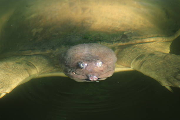 istock Florida Giant Softshell Turtle Swimming Underwater. 2224667324