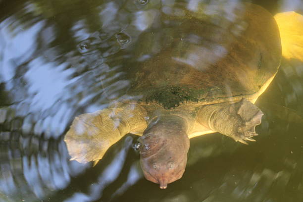Closeup of an alligator snapping turtle