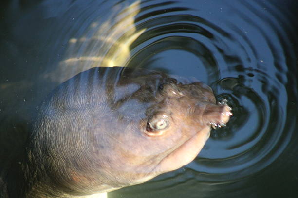 Snapping turtle close up front