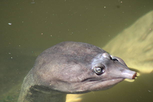 istock Florida Giant Softshell Turtle Swimming Underwater. 2224667365