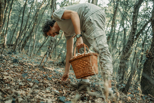 istock Man Collecting Mushrooms in a Serene Forest with Wicker Basket 2224667414