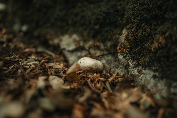 A small mushroom emerges from a forest floor engulfed in dried leaves. The earthy tones emphasize the connection to nature and the organic charm of a woodland environment.