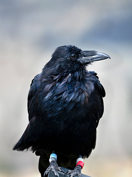 istock Portrait of a Raven 2224670082