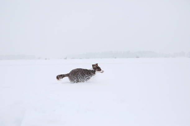 Dog is running through the snow in a field. The snow is white and fluffy, and the dog is covered in it. The scene is peaceful and serene, with the dog enjoying the winter weather