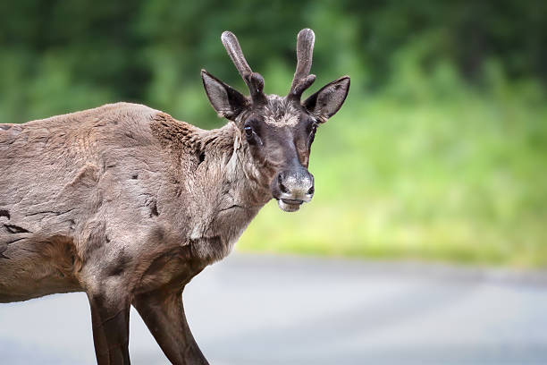 A young Caribou in Canada.