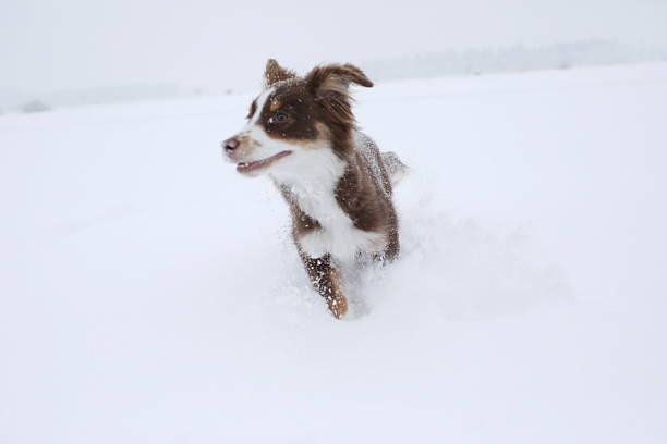 Dog is running through the snow. The dog is brown and white