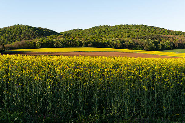 istock Yellow rapeseed field with rolling hills 2224672730