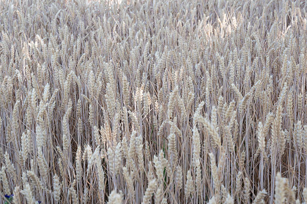 A detailed close-up of ripe wheat ears in a sunlit field, showcasing their golden hues and intricate textures. The soft background creates a warm and peaceful atmosphere, highlighting the beauty of nature's harvest.