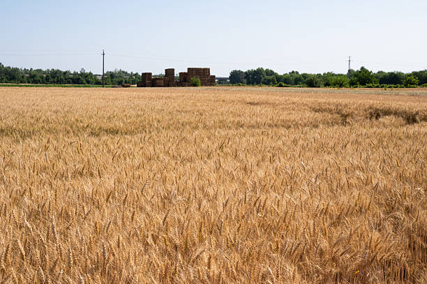 A wide view of a rye field ready for harvest, with neatly stacked hay bales visible in the background. The calm rural landscape under clear blue skies emphasizes the tranquility and productivity of farmland.