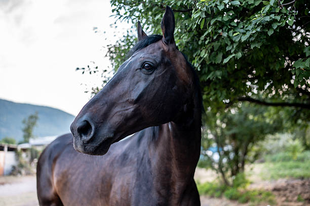 Portrait of thoroughbred horse head. Autumn colors of nature. Fall season on pasture