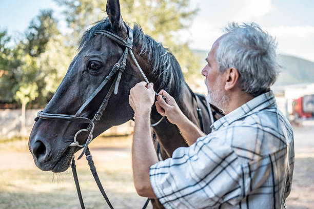 istock Man Adjusting Harness on a Horse in Outdoor Countryside Setting 2224673092