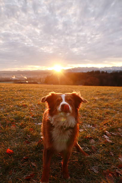 istock A dog is standing in a field with a sunset in the background 2224673357
