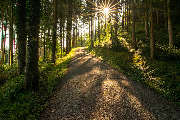 sun rays shine through the trees during sunrise on a mountain path in the forest. this picture can be used as a background for an invitation for a funeral. The sun stands symbol for a star. Picture is taken in the Black Forest, Germany