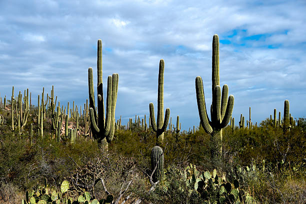 istock Desert Scene in Arizona 2224674364