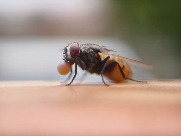 istock Close up shot of house fly 2224674756