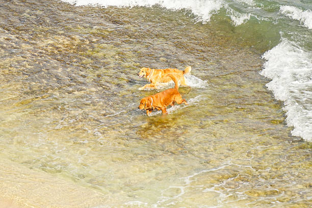 A golden retriever hanging out on the beach
