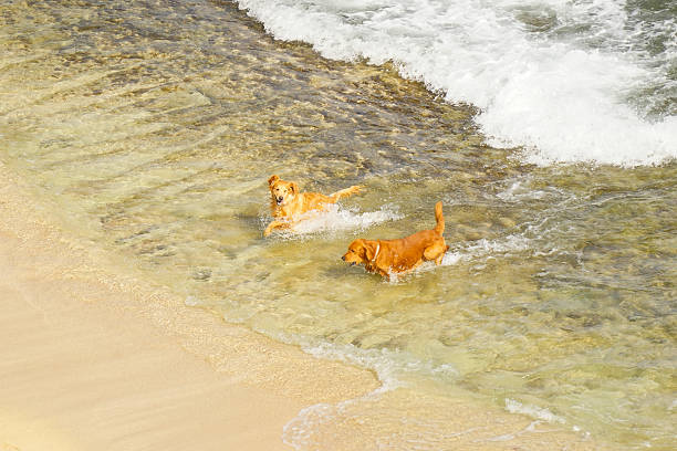 Golden Retriever are playing at Diamond Head Beach in Honolulu Hawaii. The picture is taken from above and looks down the animals at play. The day is bright and sunny and the water is blue in the deeper end and white at the beach shoreline.