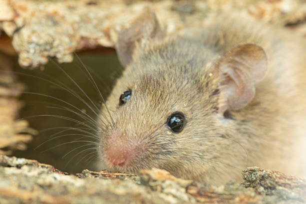 istock Rattus norvegicus - Brown rat. Close range, young animal. 2224676142