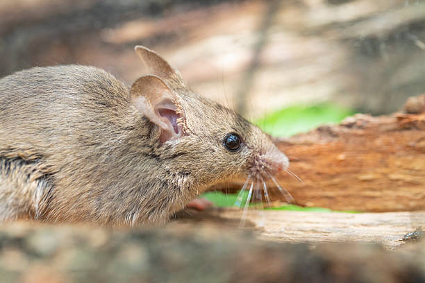 istock Rattus norvegicus - Brown rat. Close range, young animal. 2224676150