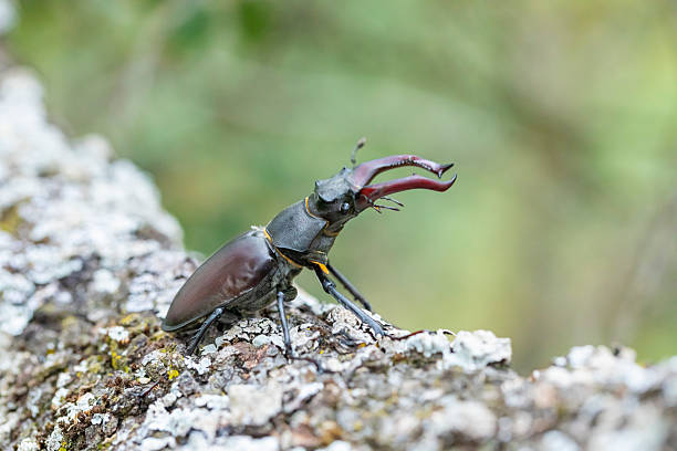 European stag beetle in forest, near Barcelona, Pyrenees forest with oak trees.