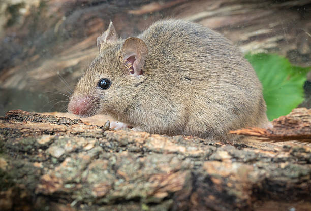 istock Rattus norvegicus - Brown rat. Close range, young animal. 2224676163