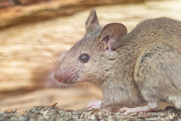 The brown rat (Rattus norvegicus), also known as the common rat, street rat, sewer rat, wharf rat, Hanover rat, Norway rat and Norwegian rat, is a widespread species of common rat.
