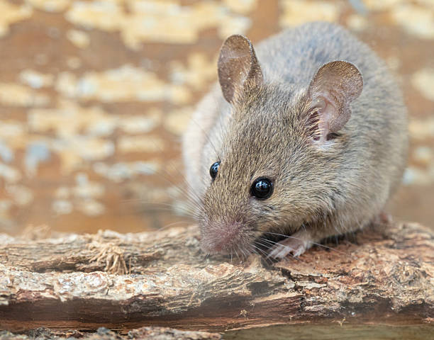 istock Rattus norvegicus - Brown rat. Close range, young animal. 2224676179
