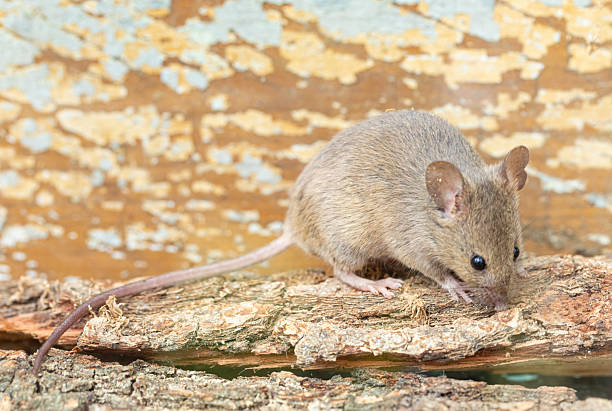 istock Rattus norvegicus - Brown rat. Close range, young animal. 2224676181