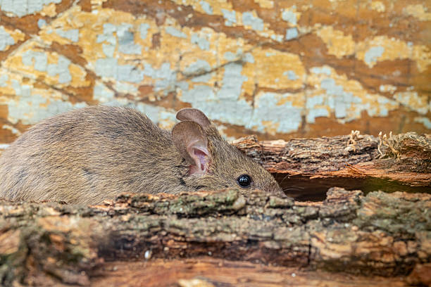 istock Rattus norvegicus - Brown rat. Close range, young animal. 2224676194
