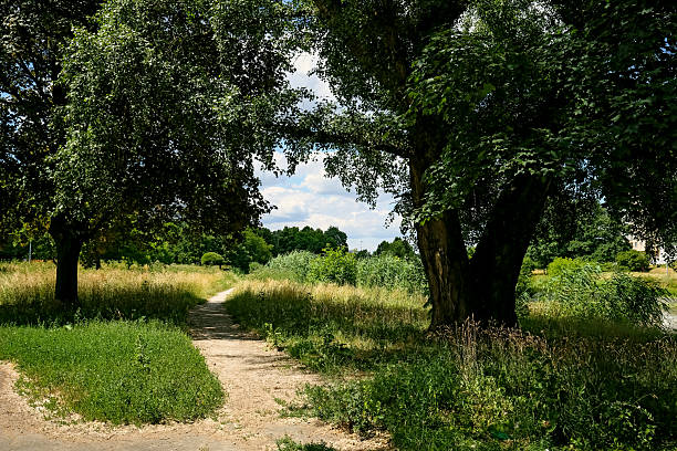 The wild-growing trees and other plants in the Warsaw district known as Goclaw are visible.