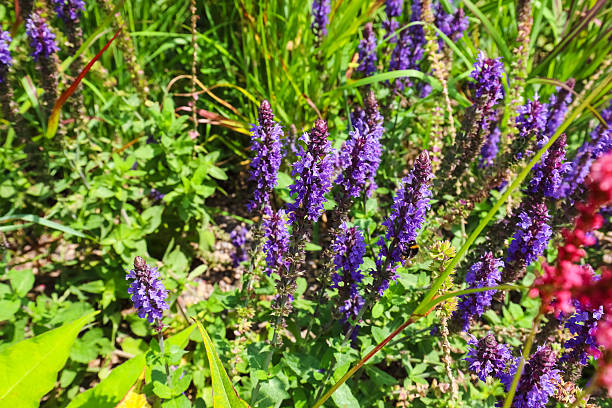 istock Gardening and beautiful landscape including sage flowers 2224676796