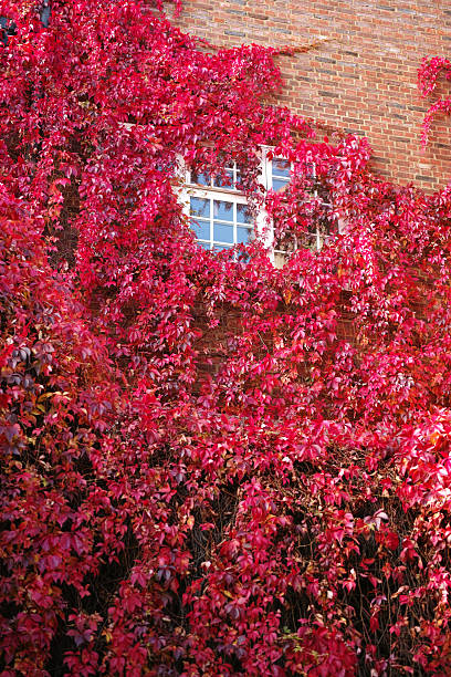istock Autumn leaf colour of Boston Ivy (Parthenocissus tricuspidata) 2224682071