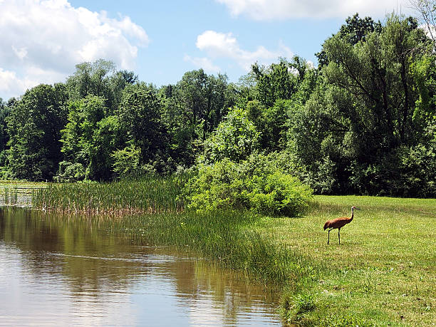Sandhill crane walking away from a pond in a park with trees.