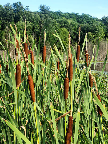 Cattails growing on the edge of a small lake.