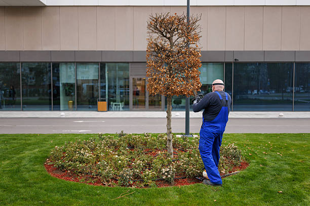 Gardener pruning tree with electric saw in the park in front of the building