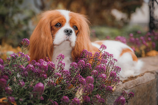 istock Cavalier King Charles Spaniel lying relaxed among purple flowers on stone border. 2224687727