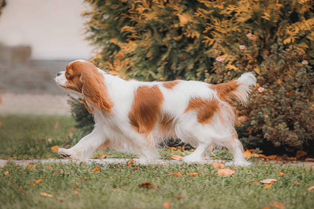 istock Cavalier King Charles Spaniel in motion with flowing chestnut white coat walking across autumn grass. 2224687762