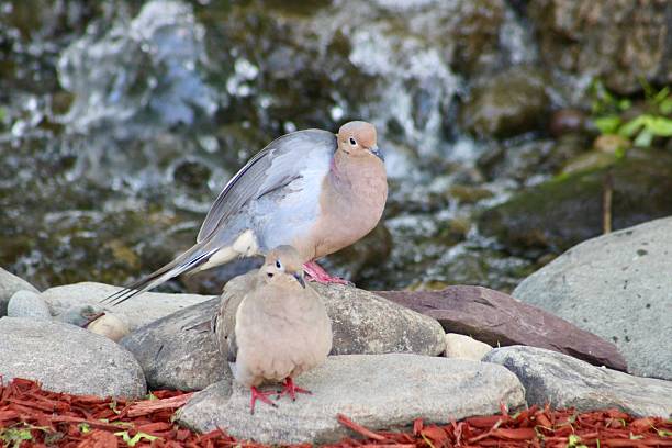 istock Pair of Mourning Doves 2224688263