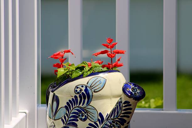 A flourishing red salvia plant in a watering can.