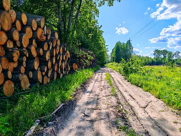 Piles logs of pine trees stacked in logging area in summer forest. Deforestation and forest destruction concept. Timber harvesting. pine tree stack