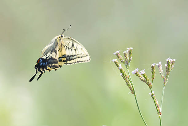 istock Swallowtail butterfly in flying. 2224692916