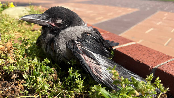 istock A baby crow is lying on the grass 2224693084